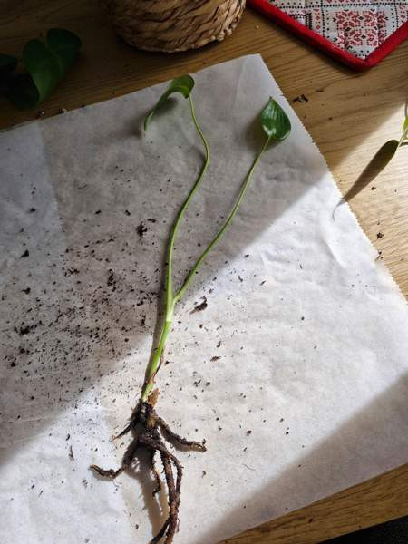 Peikonlehti Paimio – foto 3