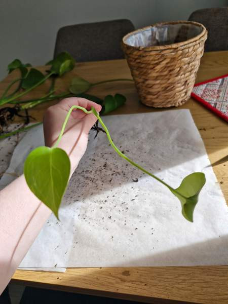 Peikonlehti Paimio – foto 1