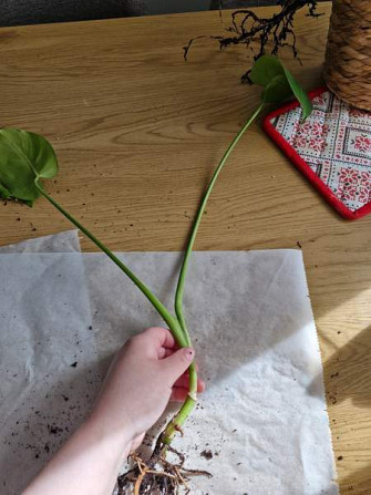 Peikonlehti Paimio - valokuva 2