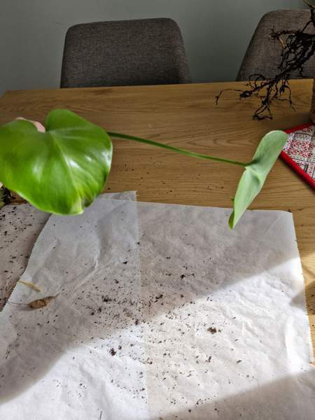 Peikonlehti Paimio – foto 1