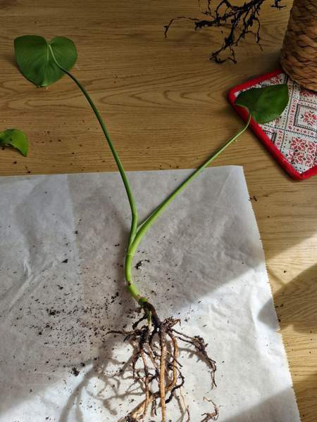 Peikonlehti Paimio – foto 3