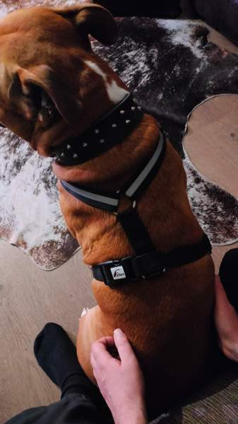 Valjaat/vedonesto valjaat Seinaejoki – foto 2