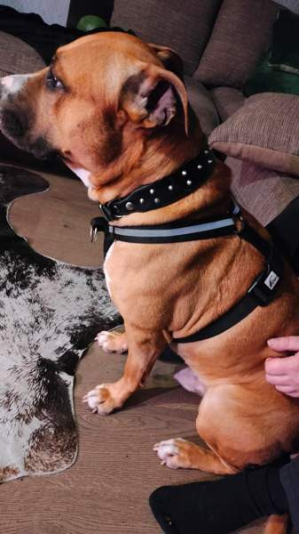 Valjaat/vedonesto valjaat Seinaejoki – foto 3