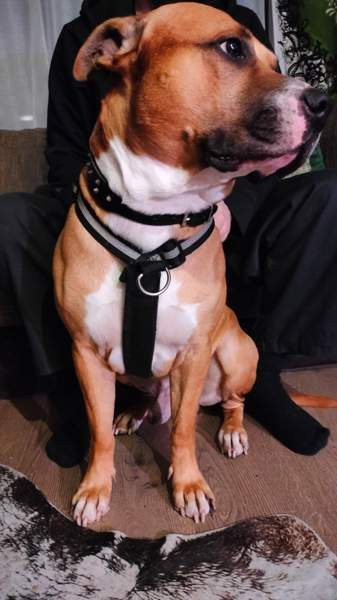 Valjaat/vedonesto valjaat Seinaejoki – foto 1