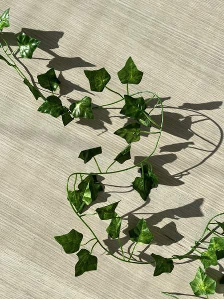 Koristeköynnös Сало - изображение 1