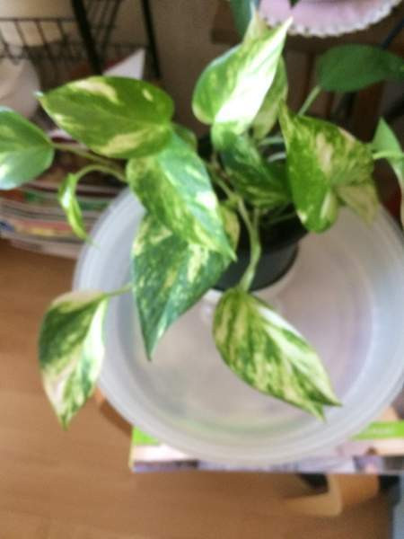 Kultaköynnös Helsinki – foto 1