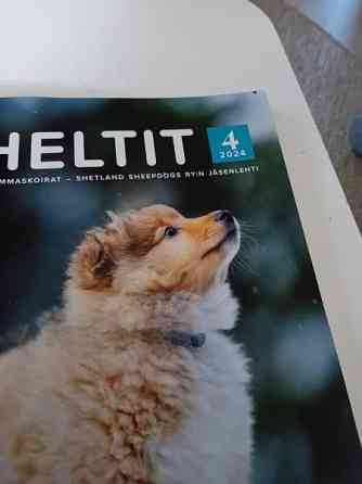 Sheltti lehdet Oulu