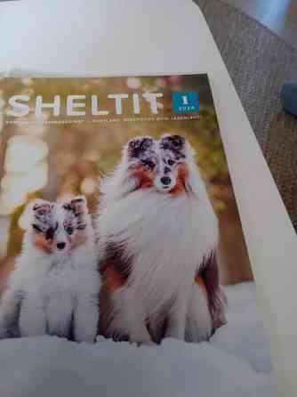 Sheltti lehdet Oulu