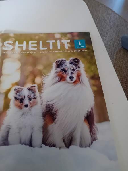 Sheltti lehdet Oulu - valokuva 5