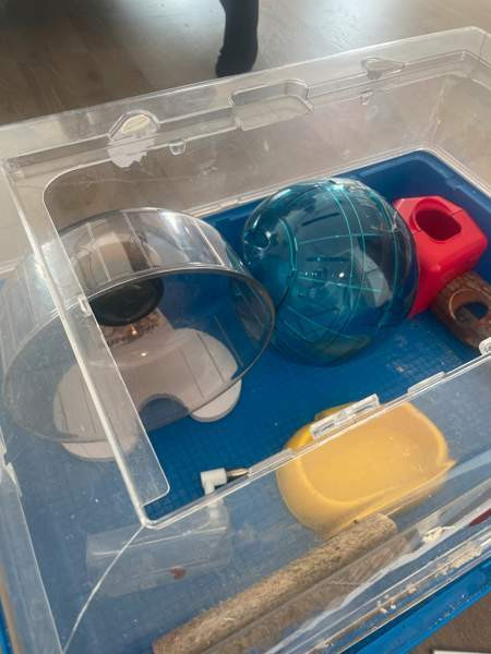 Hamsterin häkki ja tarvikkeet. Helsinki - valokuva 2