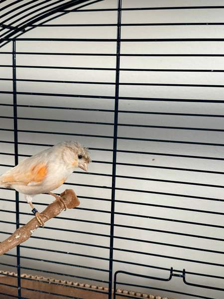 Kanarialintu pari Vaasa – foto 1