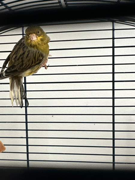 Kanarialintu pari Vaasa – foto 4