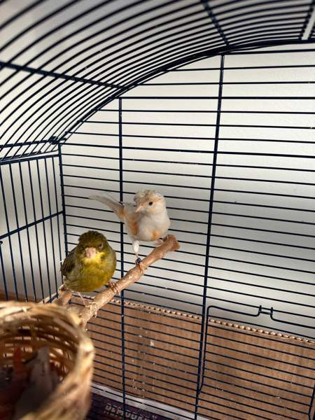 Kanarialintu pari Vaasa – foto 6