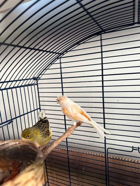 Kanarialintu pari Vaasa – foto 5