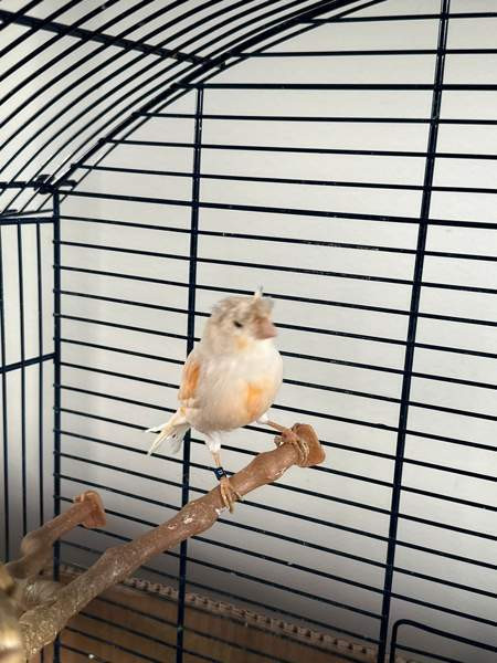 Kanarialintu pari Vaasa – foto 2