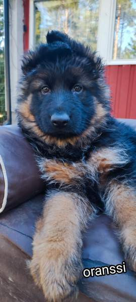 Pentu Rauma - valokuva 6