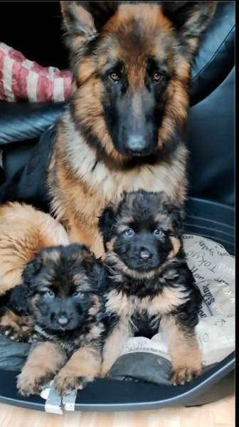 Pentu Rauma - valokuva 2