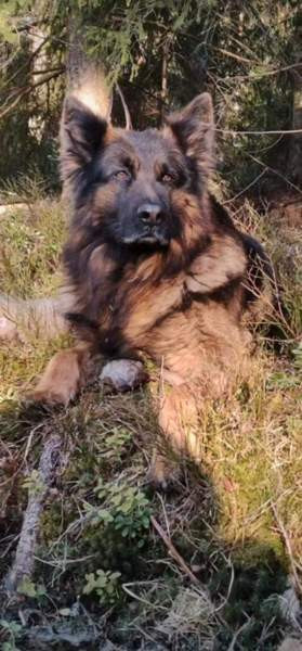 Pentu Rauma - valokuva 3