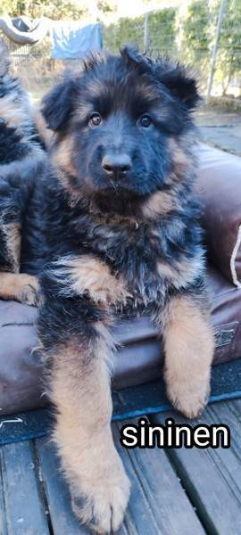 Pentu Rauma - valokuva 5