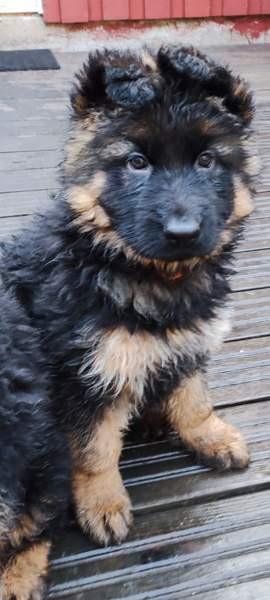 Pentu Rauma - valokuva 7