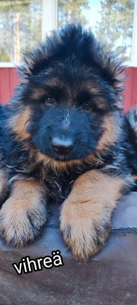 Pentu Rauma - valokuva 4