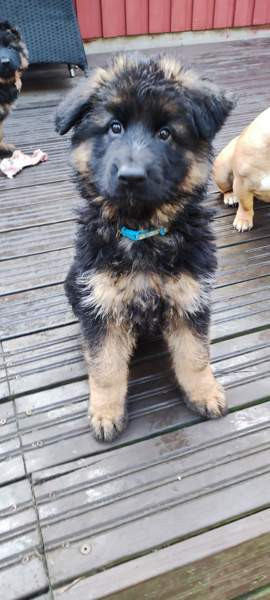 Pentu Rauma - valokuva 8