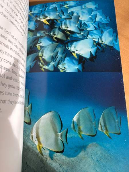 Sukellus, snorklaus ja kalat Vantaa – foto 4