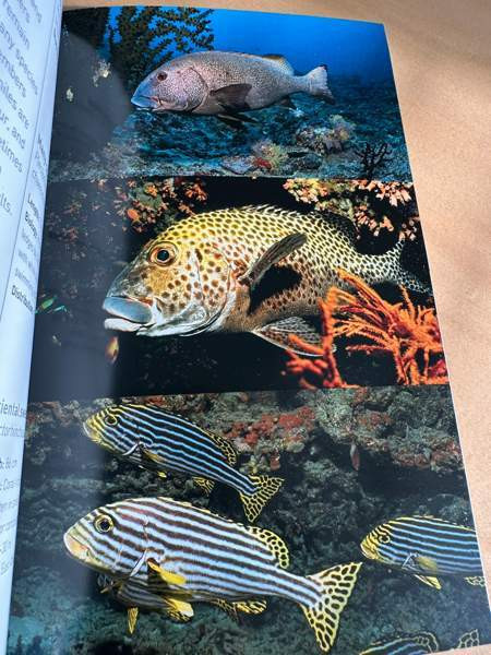 Sukellus, snorklaus ja kalat Vantaa – foto 3