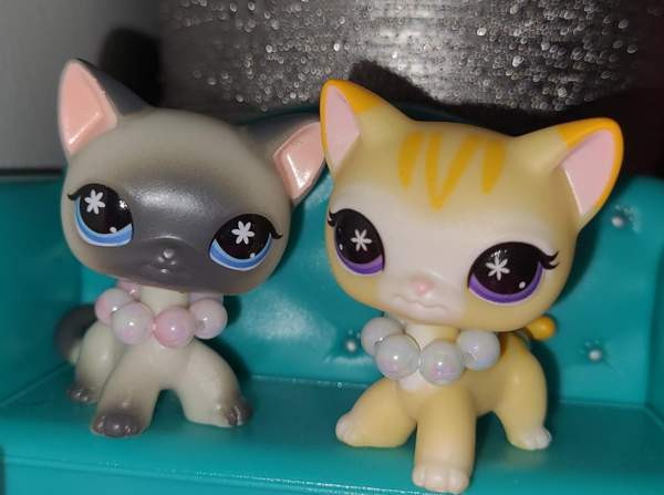 G7 Seisovat kissat LPS (TARJOA) Вантаа - изображение 1