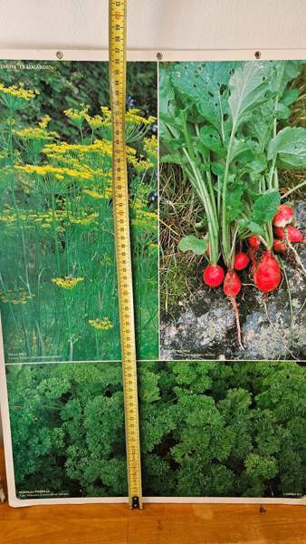 Vintage opetustaulu kasvi sisustus taulu Helsinki - valokuva 2