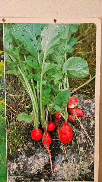 Vintage opetustaulu kasvi sisustus taulu Helsinki - valokuva 6