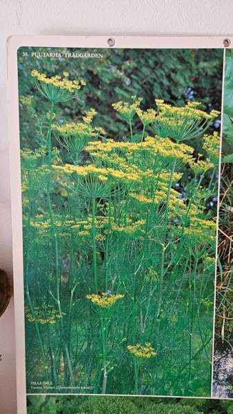 Vintage opetustaulu kasvi sisustus taulu Helsinki - valokuva 5