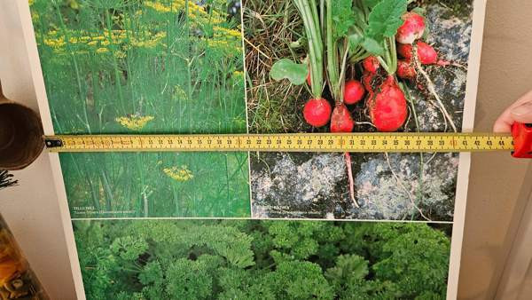 Vintage opetustaulu kasvi sisustus taulu Helsinki - valokuva 3