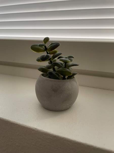 Tekokasvit 2 kpl Нурмиярви - изображение 2