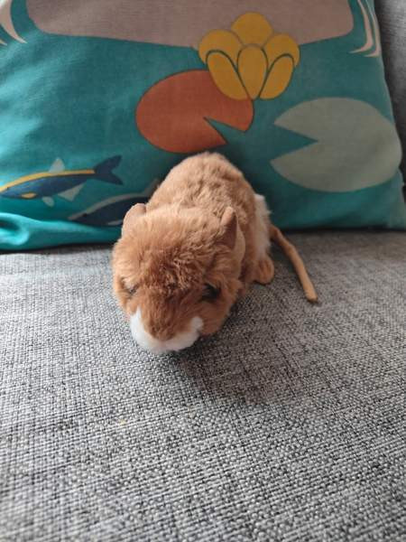 Jyrsijä pehmolelu Tampere - valokuva 2