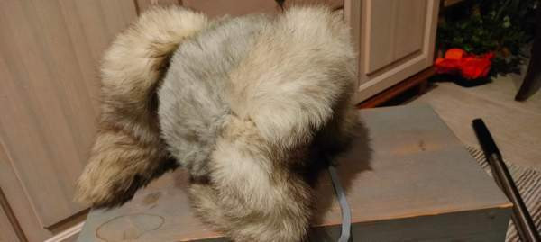 Sinikettu karvalakki Lohja - valokuva 2