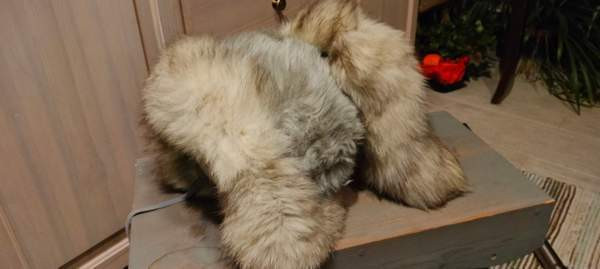 Sinikettu karvalakki Lohja - valokuva 1