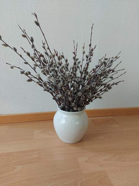 Pajunkissat Pentikin maljakossa Helsinki – foto 1