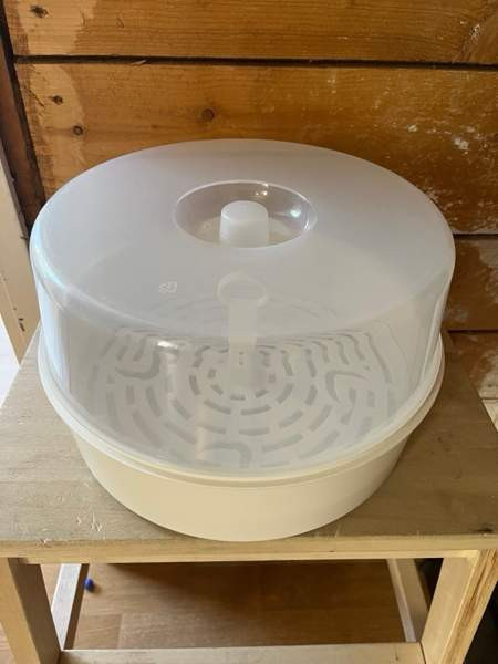 Mikrosteriloija Maentsaelae – foto 1