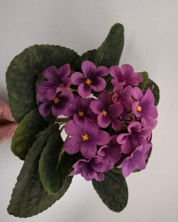 TEKOKUKKA Saintpaulia violetti 22 cm (vintage) Tampere - photo 3