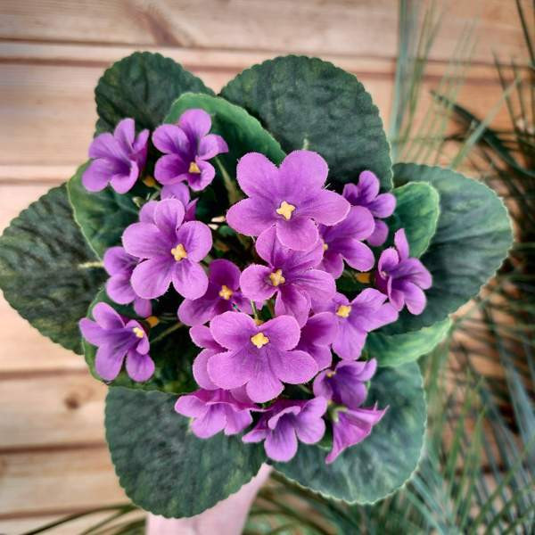 TEKOKUKKA Saintpaulia violetti 22 cm (vintage) Tampere - photo 1