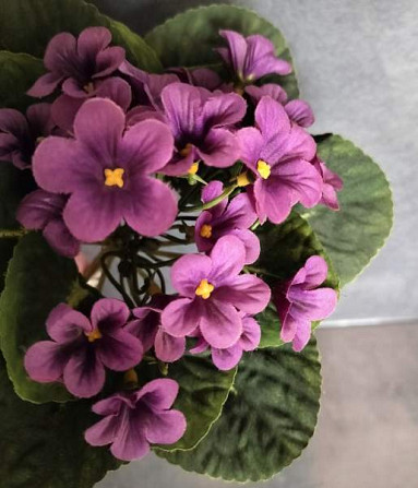 TEKOKUKKA Saintpaulia violetti 22 cm (vintage) Tampere - photo 4