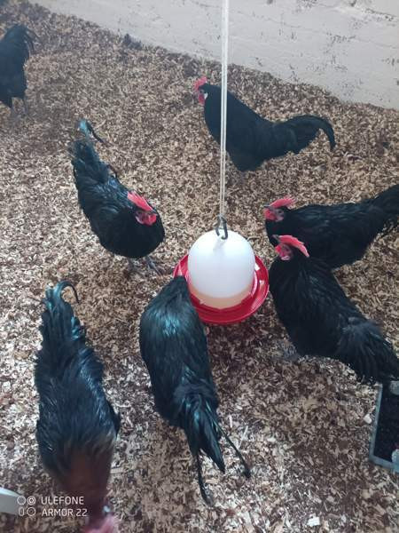 Hämeenkannan kukkopojat Joroinen - valokuva 2