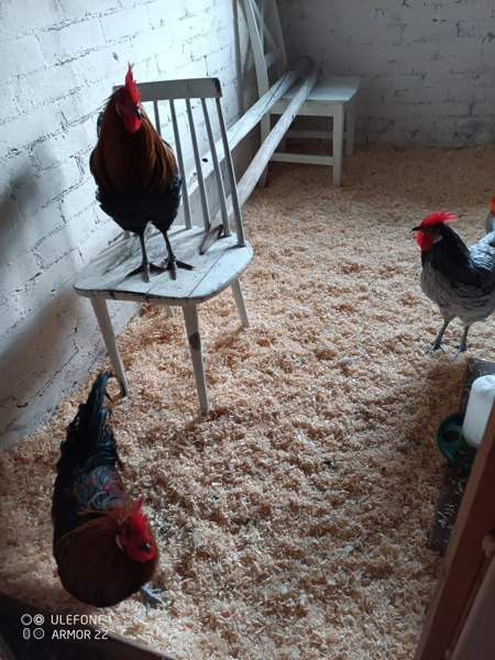 Hämeenkannan kukkopojat Joroinen - valokuva 1