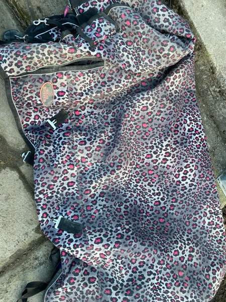 Full/Cob 145cm yksi 165cm Kurikka - valokuva 2