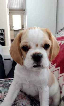 Pentu Liperi – foto 2