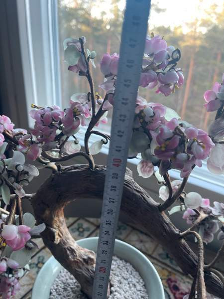 Bonzai lasipuu Espoo – foto 3