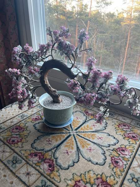 Bonzai lasipuu Espoo – foto 1