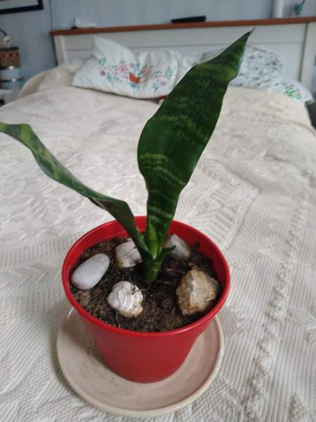 Anopin kieli huonekasvi Tampere – foto 1