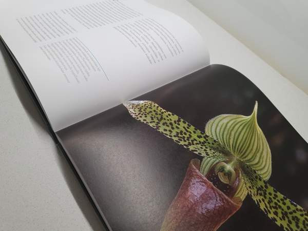 ORKIDEAT Janne Aho Helsinki - valokuva 3